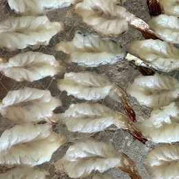 Tôm Ép Một Nắng   ( Theo Thời Giá )