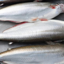 Cá Dứa Tươi Thiên Nhiên 