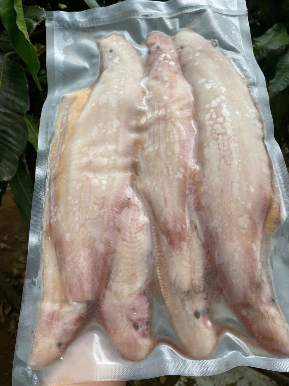 Khô Cá Lưỡi Trâu 180k/kg  ( Theo Thời Giá )
